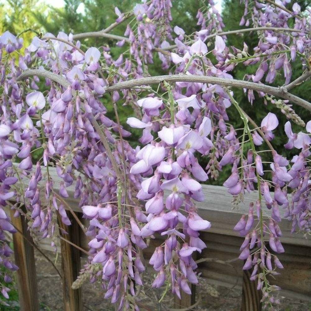 Meet your Posher, Laurel